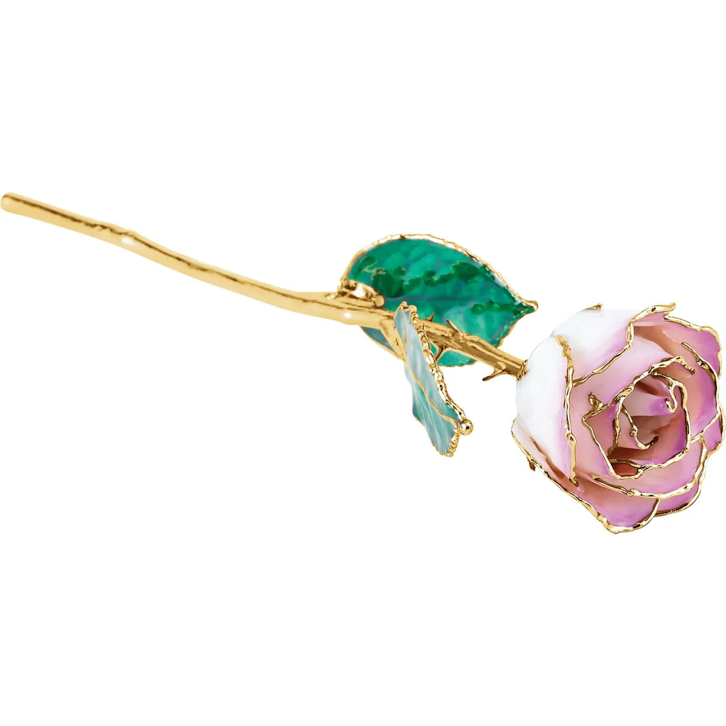 Lacquered Cream Picasso Rose with 24kt Gold Trim